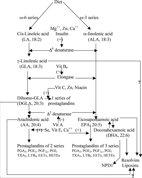 Scheme Showing The Metabolism Of Essential Fatty Acids And Co Factors