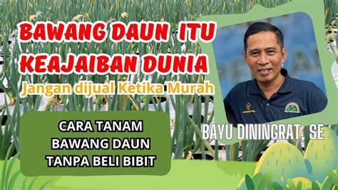 Cara Tanam Bawang Daun Tanpa Beli Bibit Bayu Diningrat