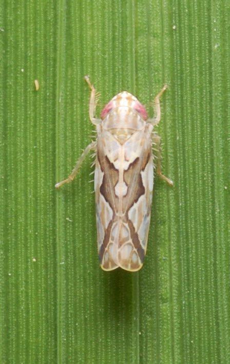 Zigzag Leafhopper Leafhopper Zig Zag Pest Management