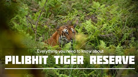 Whats Inside This Jungle Tiger Attack Pilibhit Tiger Reserve Chuka Beach Sk Vlogs