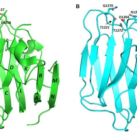 Crystal structure of perlecan LG3 domain β strands are annotated