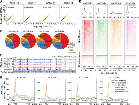 Accessible Chromatin Profiling By Atac Seq And Comparison With Rna Seq