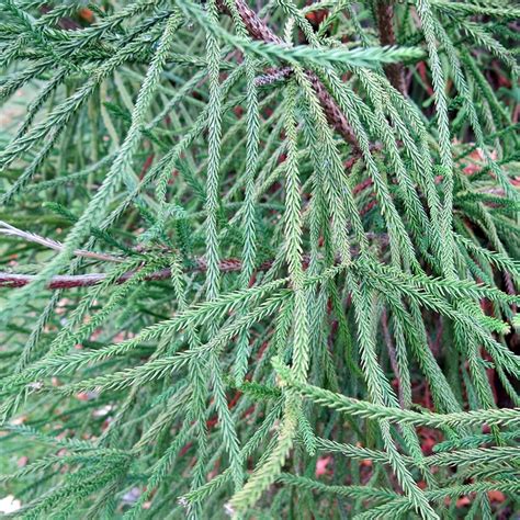 Cryptomeria Japonica Elegans Viridis Cèdre Du Japon à Feuillage Vert