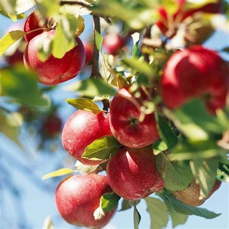 19 Best Apple Tree Varieties With A Guide To Flowering Groups Artofit