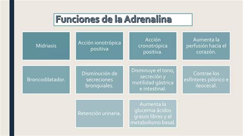 Fisiologia Las Glandulas Adrenales Ppt