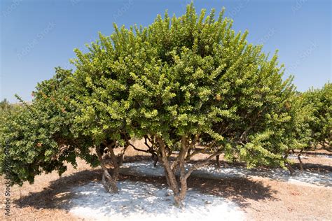 Mastic tree in a Mastic farm in Chios Island Greece. Stock Photo ...