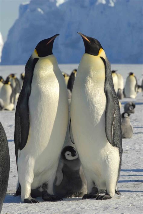 Emperor Penguins Are Good Dads Earth Earthsky