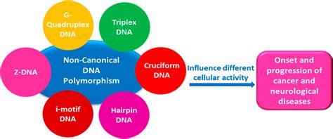 Frontiers Non Canonical Dna Structures Diversity And Disease Association