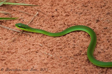 Daily Travel Photo: Green Snake Slither - Cerro Cora National Park