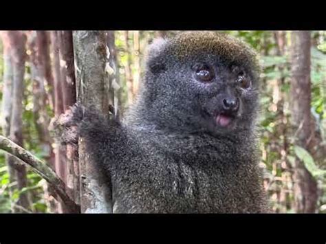 Madagascar Andasibe Vakona Forest Lemur Island Nile Crocodile