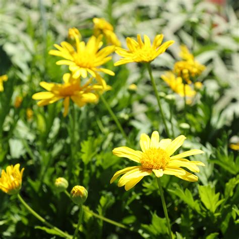 Bush Daisy | Pinder's Nursery