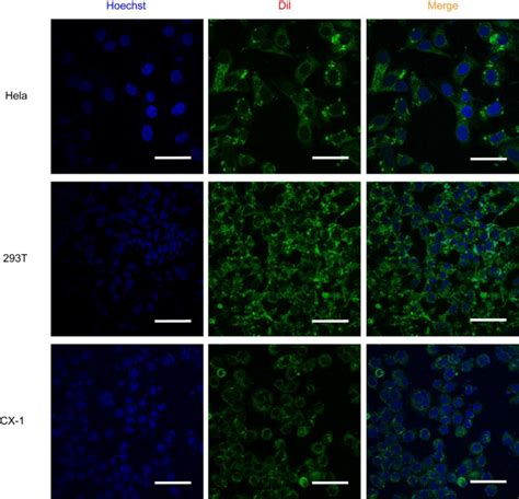 Intracellular Delivery Of The Labeled Nanobody Into Different Cell