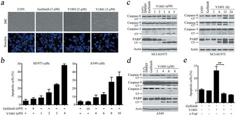 V1801 Induces Apoptosis Of Nsclc Cells A Nci H1975 Cells Were