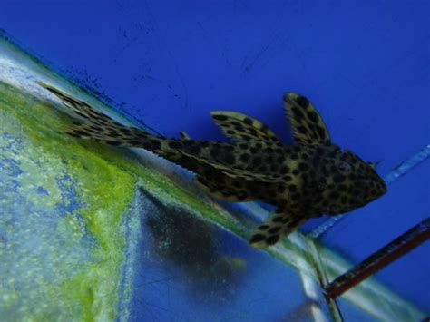 Gold Vampire Pleco - Marine Warehouse Aquarium