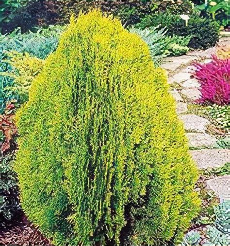 Thuja Orientalis Aurea Nana Berchmans Golden Dwarf Golden Oriental