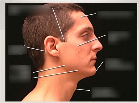 Lecture 9 Facial Landmarks Diagram Quizlet