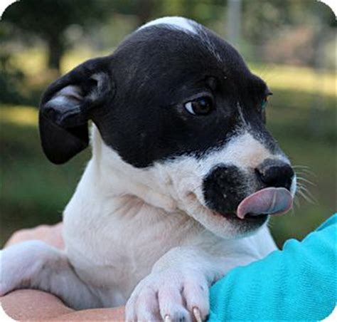 Glastonbury, CT - Border Collie/Boxer Mix. Meet Macaroon a Puppy for ...