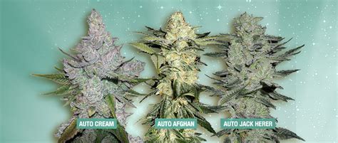 3 New Auto Fem Strains Bulk Seeds