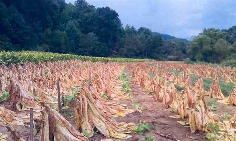 For the Love of Farming Tobacco | In the Field