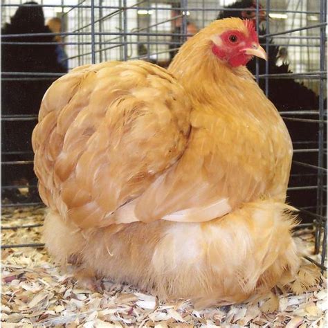 Cackle Hatchery Buff Cochin Bantam Chicken Not Sexed 317 Blain S