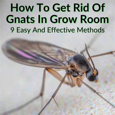 How To Get Rid Of Gnats In Grow Room Easy Methods