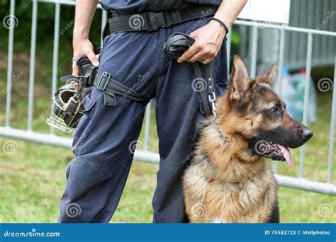 Police Dog. Policeman with a German Shepherd on Duty. Stock Image ...