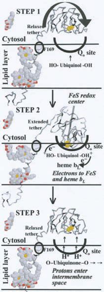 A Stereo Pair Of Complete Homo Dimeric Structure Of Complex Iii From Download Scientific