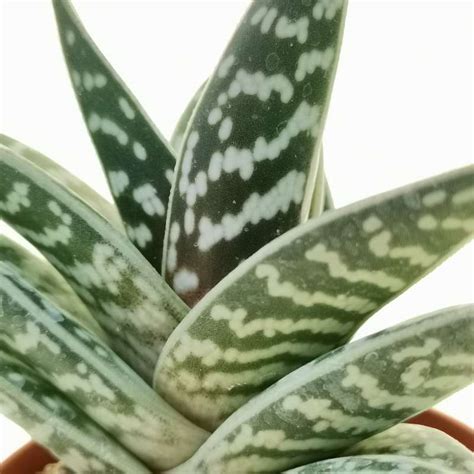 Aloe Variegata Cm Aloaceae Giromagi Vendita Piante Grasse