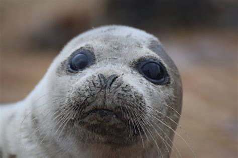 A Happy Harp Seal Seacoast Science Center