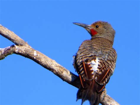 Geotripper S California Birds Northern Flicker On The Tuolumne River