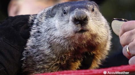 Will Punxsutawney Phil see his shadow this year? - ABC11 Raleigh-Durham