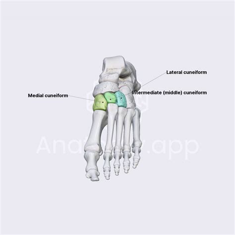 Cuneiform bones | Skeleton of the lower limb | Lower Extremity ...