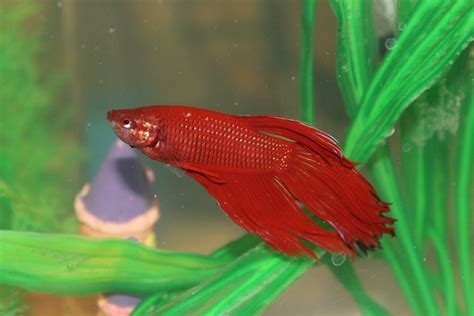 Ich On Betta Fish How To Treat And Prevent This Common Issue