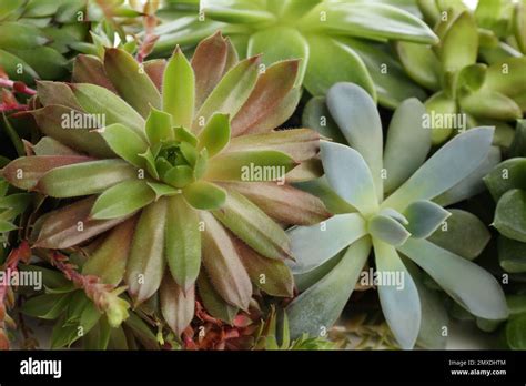 Many Different Echeverias As Background Closeup Succulent Plants