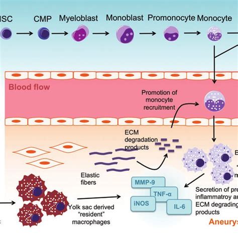 Different Origins And Modes Of Action Of Tissue Macrophages In Aaa