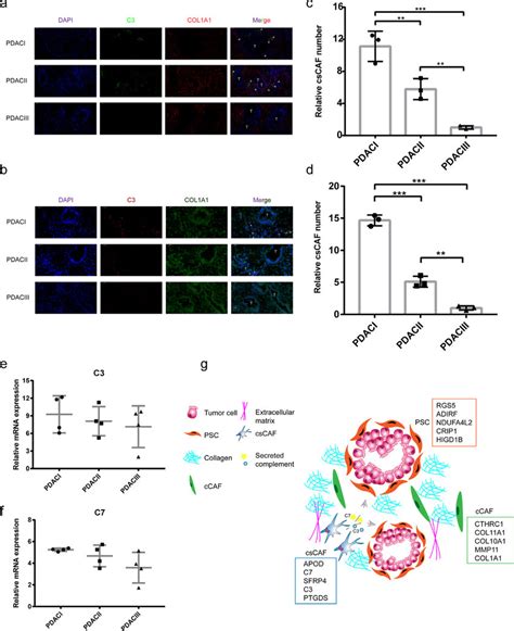 Cscaf Were Detected In Human Pdac Tissue By Rna Ish And If A The