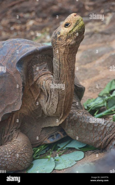 Tortuga gigante de Galápagos Chelonoidis nigra Estación de