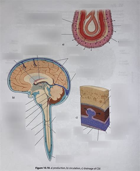 CSF Circulation And Production Diagram Quizlet