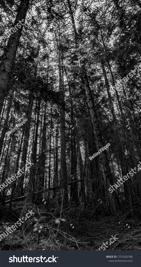 Wallpaper Trees Black White Stock Photo 1751820188 | Shutterstock