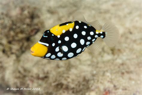 Juvenile Clown Triggerfish Balistoides Conspicillum Okin Flickr