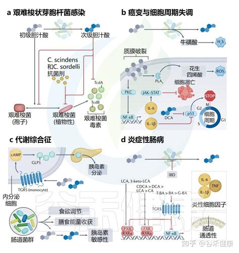 什么是胆汁酸，其与肠道微生物互作如何影响人体健康 知乎