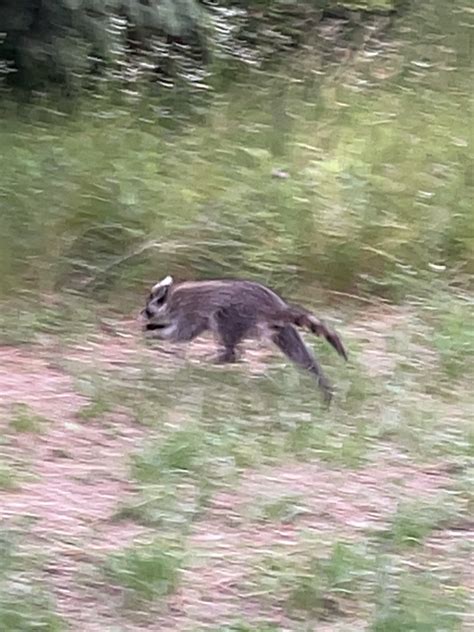 アライグマ参上！ 公営塾 びらとり義経塾 北海道平取町の公営学習塾