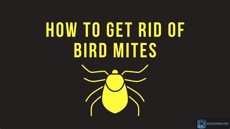 How To Get Rid Of Bird Mites 5 Proven Preventive Measures