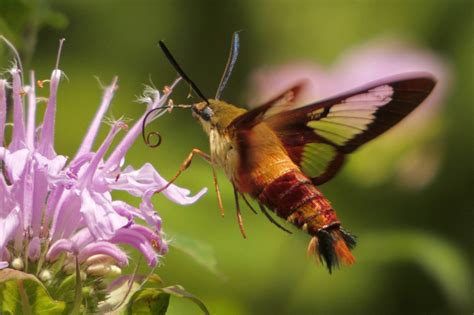 Hummingbird Clearwing moth (Hemaris thysbe) July... - Celeste's Nature ...