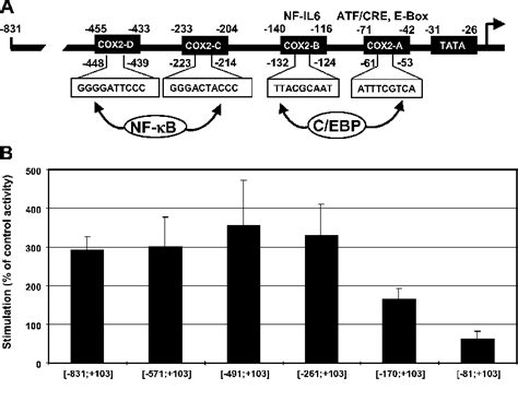 Figure 1 from Critical role of C EBPδ and C EBPβ factors in the