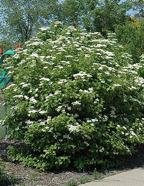 Viburnum Trilobumviorne Trilobée Les Plantations Létourneau