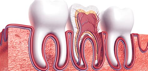 Signs And Symptoms Of A Root Canal Problem Campbellford Dentist Campbellford Dental Centre