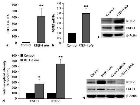 Rtef Upregulates Fgfr Expression In Endothelial Cells A Qrt Pcr