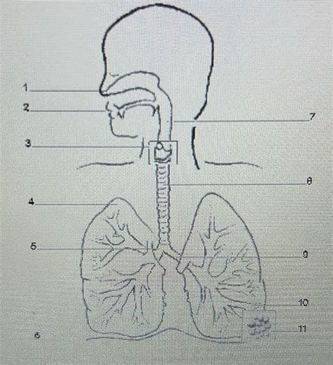 Respiratory System Diagram Quizlet