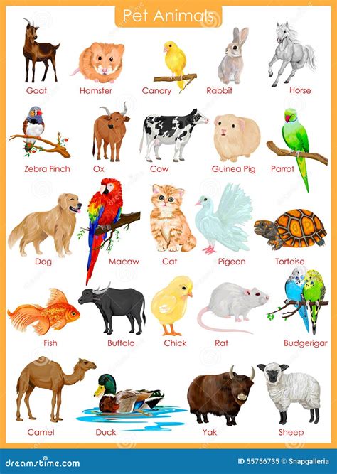 Chart of pet animals stock vector. Image of buffalo, canary - 55756735